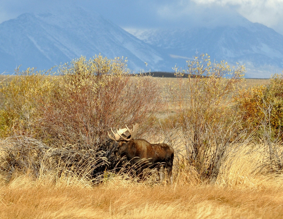 Moose –  Bull | Walden, Colorado | October, 2011