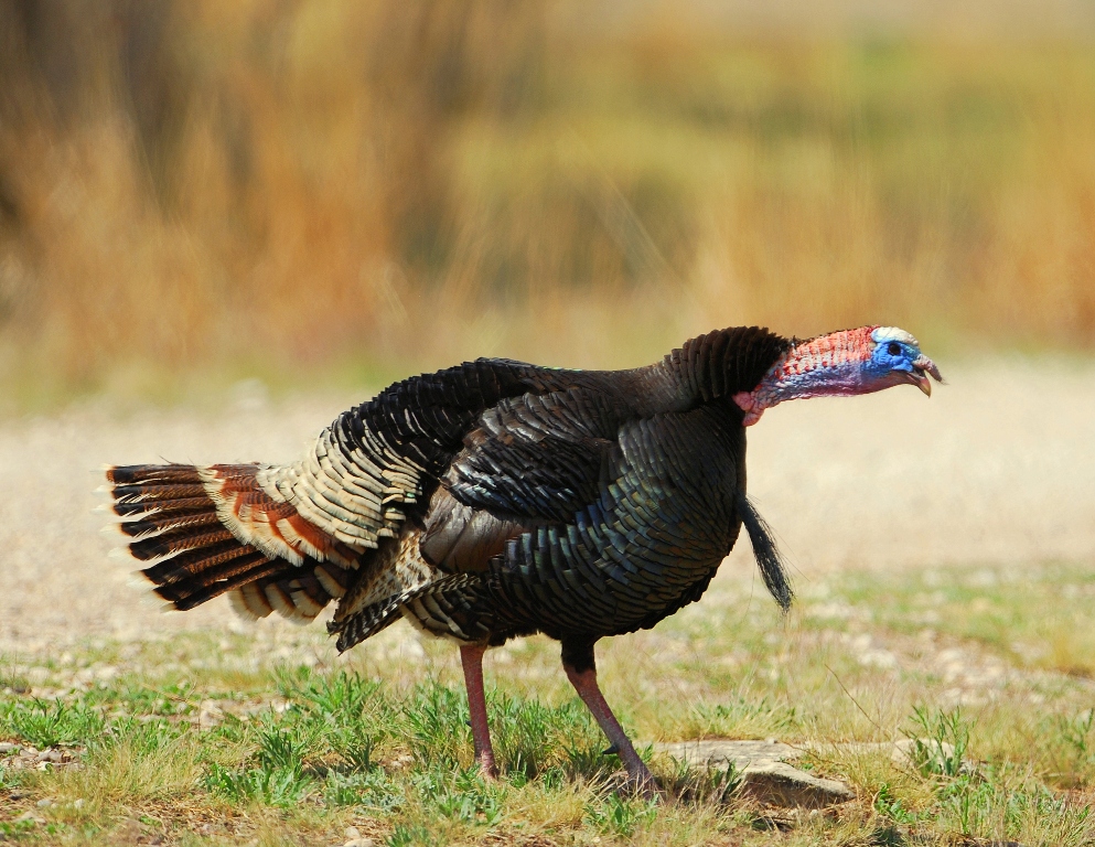 Wild Turkey – Male | Carlsbad, New Mexico | April, 2012
