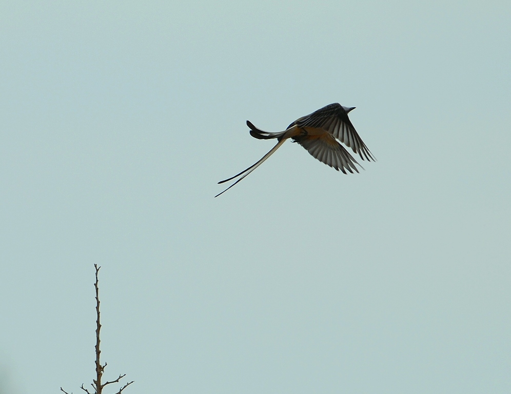 Scissor-tailed Flycatcher | Carlsbad, New Mexico | April, 2012