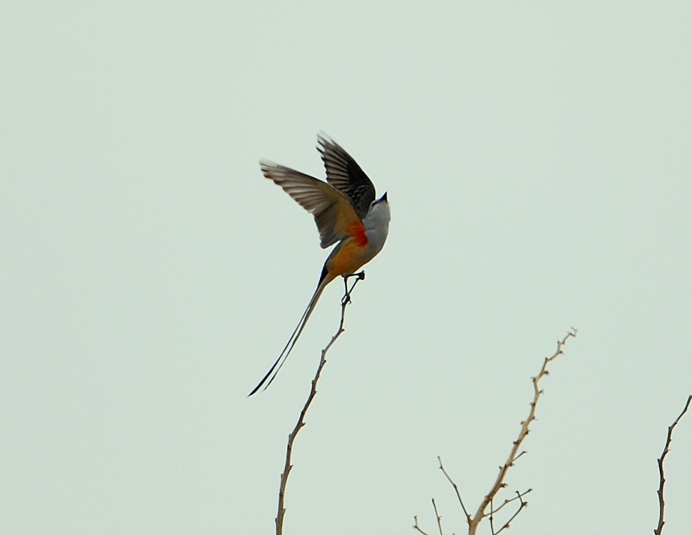 Scissor-tailed Flycatcher | Carlsbad, New Mexico | April, 2012