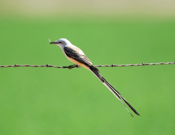 Scissor-tailed Flycatcher – Male | Carlsbad, New Mexico | April, 2012