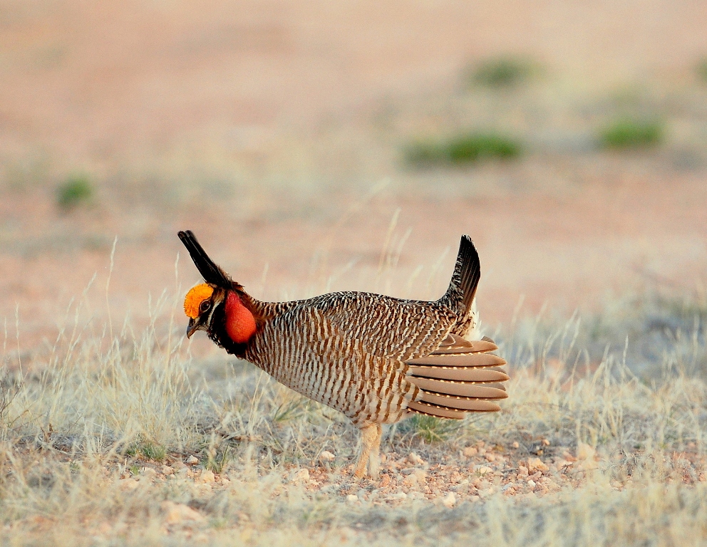Lesser Prairie-Chicken – Male | Roswell, New Mexico | April,2012
