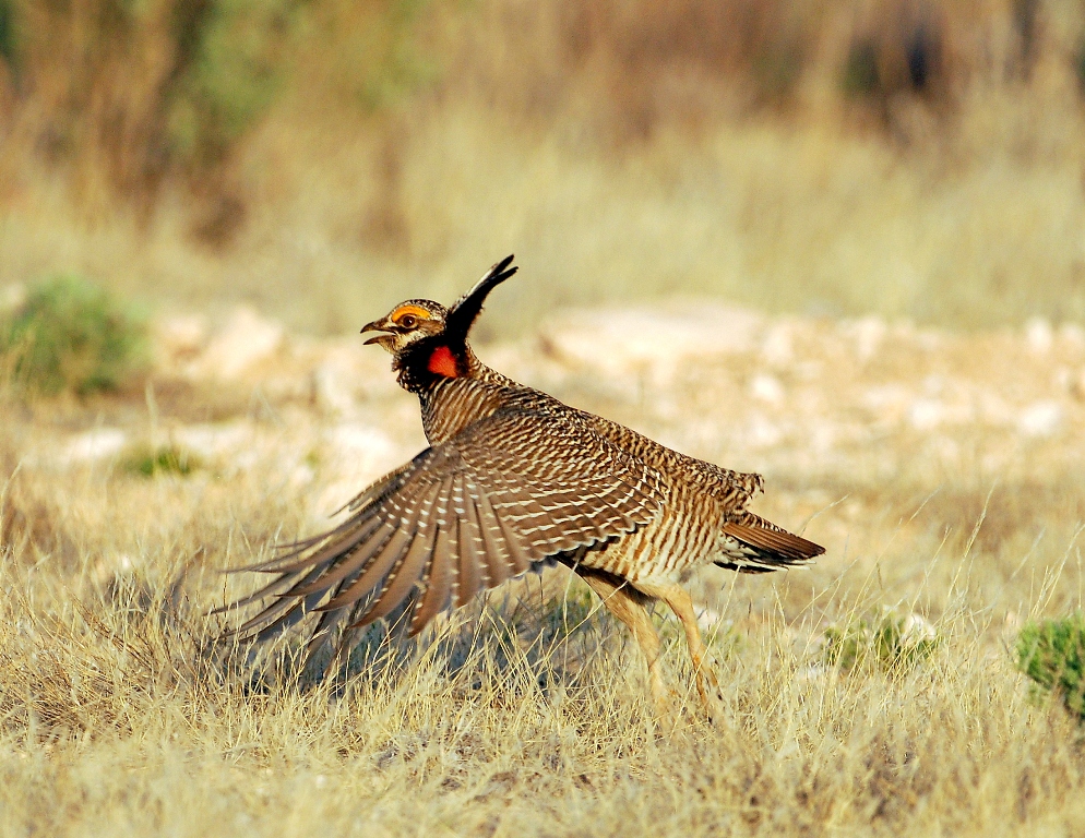 Lesser Prairie-Chicken – Male | Roswell, New Mexico | April, 2012