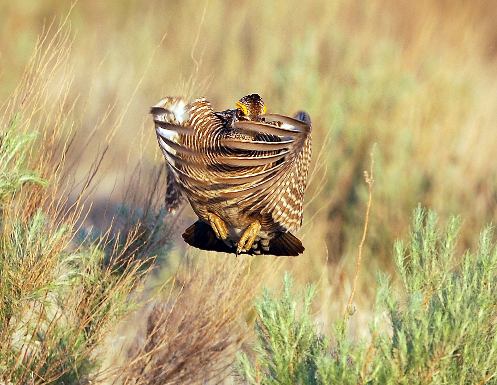 Lesser Prairie-Chicken | Roswell, New Mexico | April, 2012