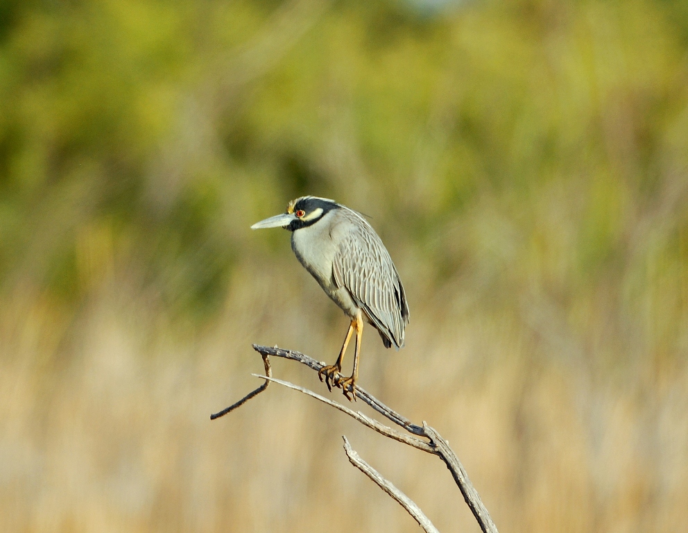 Yellow-crowned Night Heron | Bosque del Apache | April, 2012