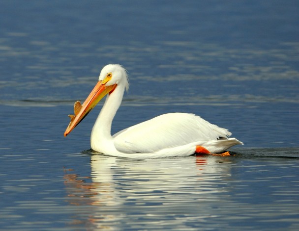 American White Pelican | Walden, Colorado | May, 2012