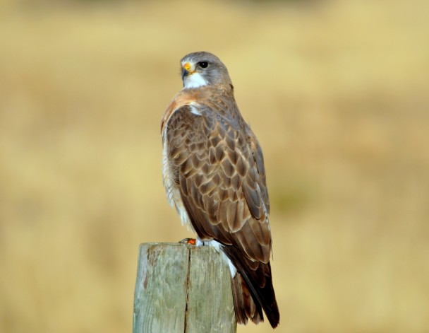 Swainson`s Hawk | Walden, Colorado | May, 2012
