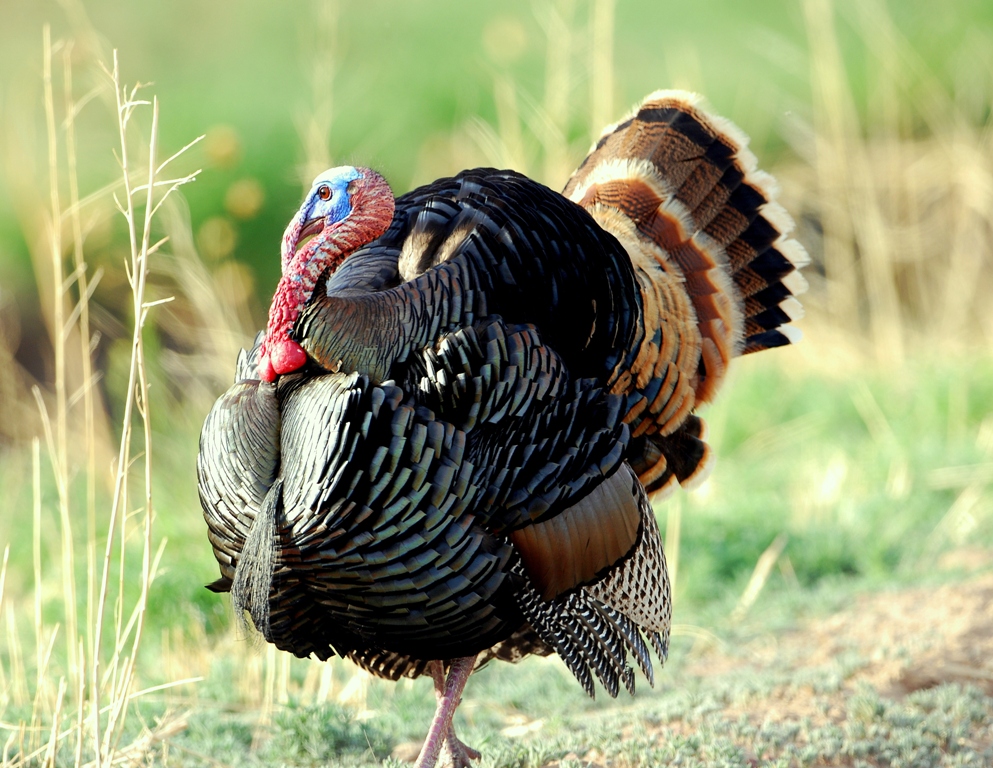 Wild Turkey – Gobbler | Bosque del Apache | April, 2012
