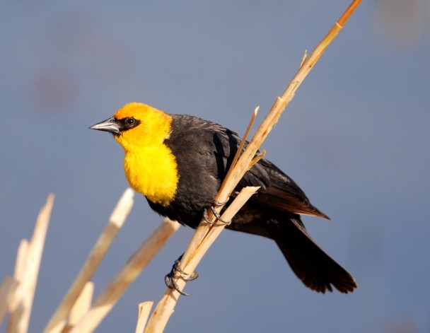 Yellow-headed Blackbird – Male | Walden, Colorado | May, 2012