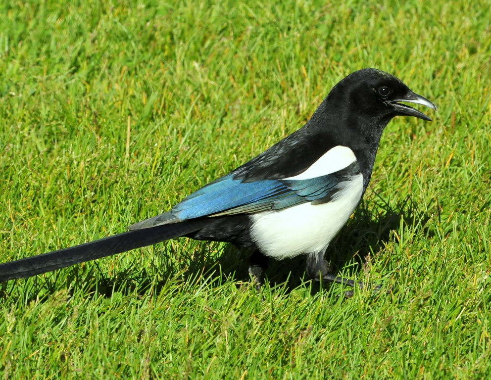 Black-billed Magpie | Yellowstone National Park | June, 2012