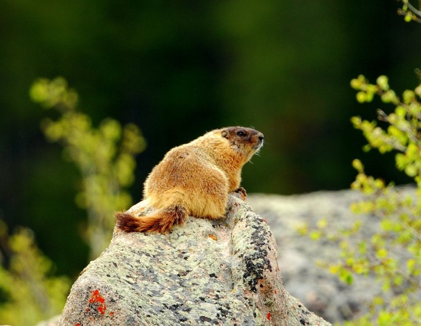 Marmot – Yellow-bellied | Burgess Junction, Wyoming | June, 2012