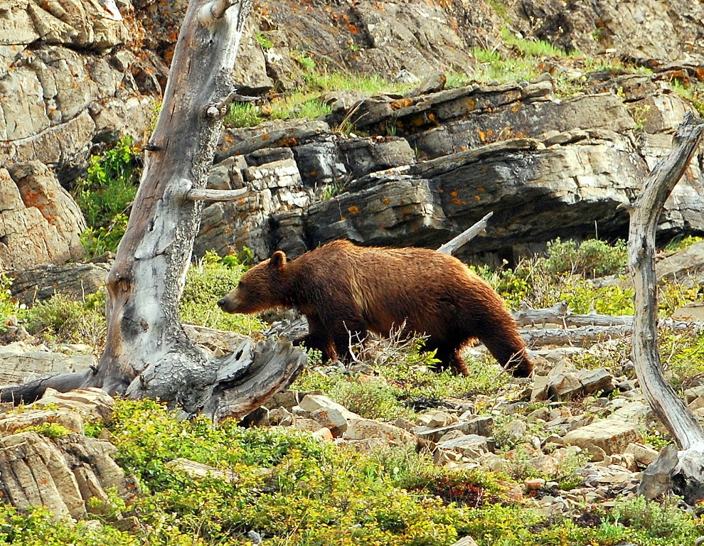 Grizzly Bear | Glacier National Park | June, 2012