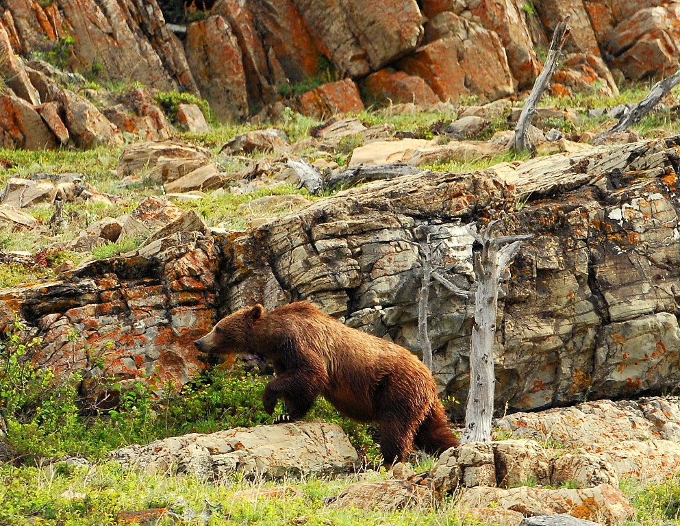 Grizzly Bear | Glacier National Park | June, 2012