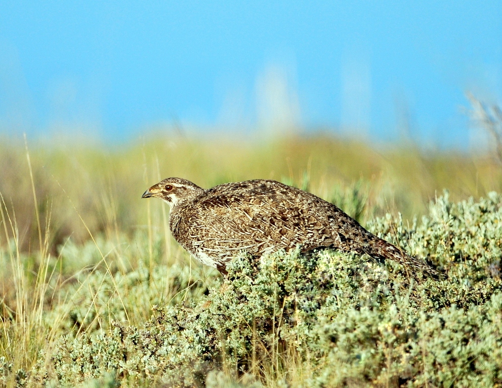 Greater Sage Grouse – Female | Walden, Colorado | June, 2012
