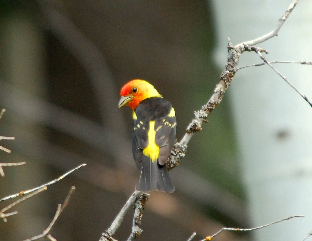 Western Tanager – Male | Pagosa Springs, Colorado | July, 2012