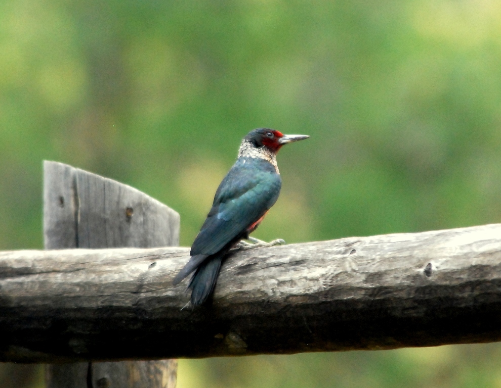 Lewis’s Woodpecker | Pagosa Springs Colorado | July, 2012