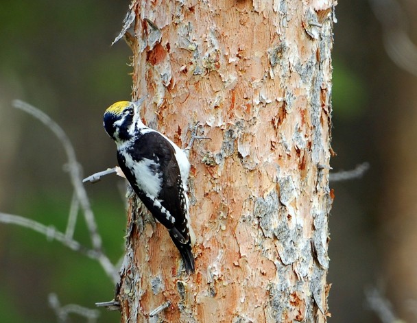 Three-toed Woodpecker | Cody, Wyoming | June, 2012