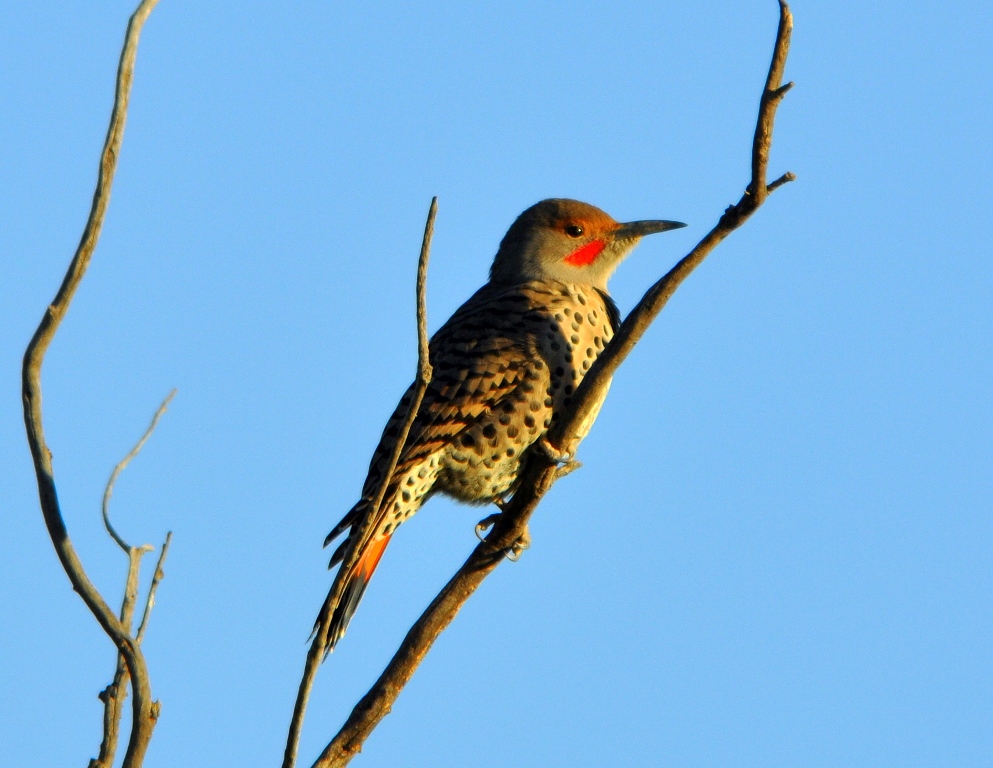 Northern Flicker – Red-shafted | Bosque del Apache | September, 2009