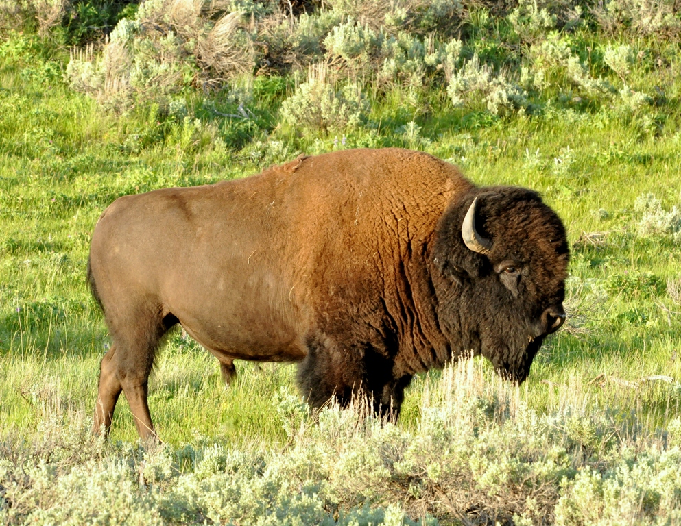 Bison – Bull | Yellowstone National Park | June, 2012