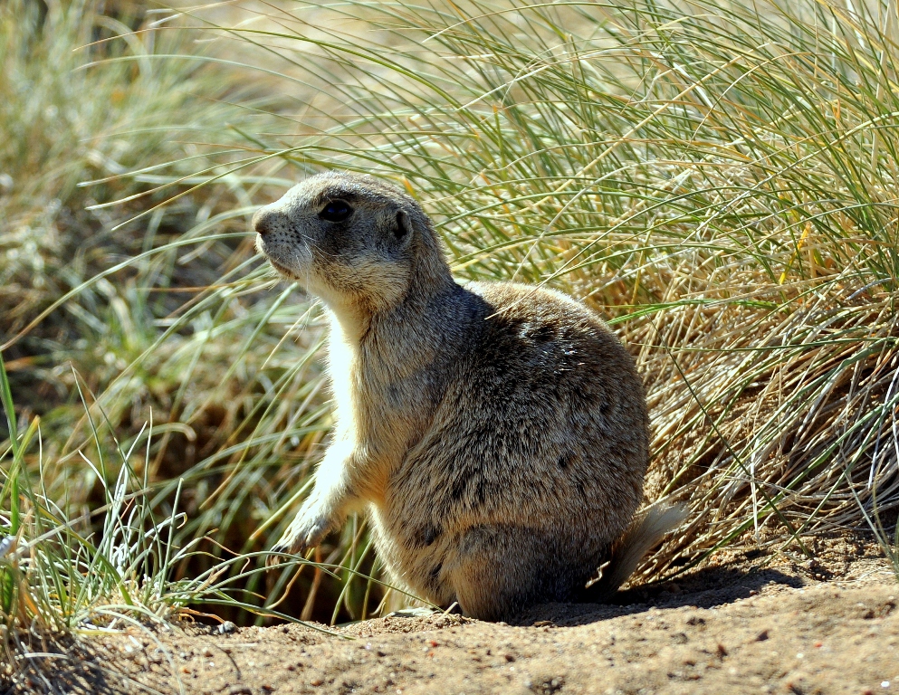 Prairie Dog – White-tailed | Walden, Colorado | June, 2012