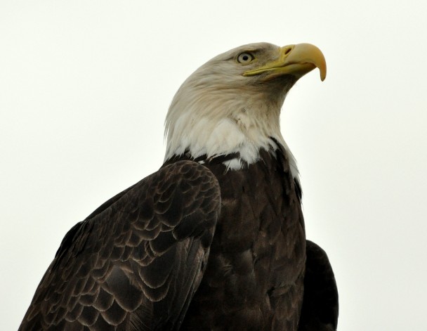 Bald Eagle | Homer, Alaska | June, 2011