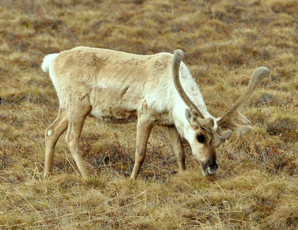 Caribou – Bull | Deadhorse, Alaska | June, 2011