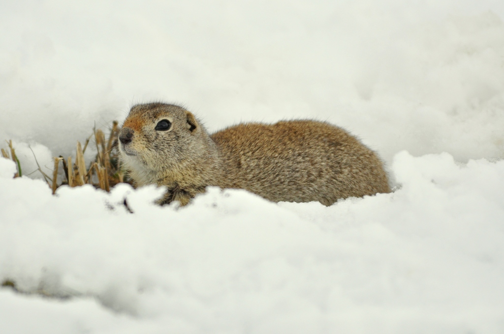 Wyoming Ground Squirrel | Walden, Colorado | March, 2010