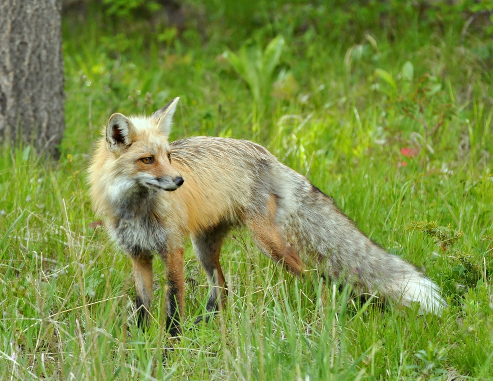 Red Fox | Cooke City, Montana | June, 2012