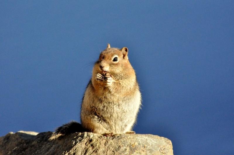 Golden-mantled Ground Squirrel | Walden, Colorado | September, 2010