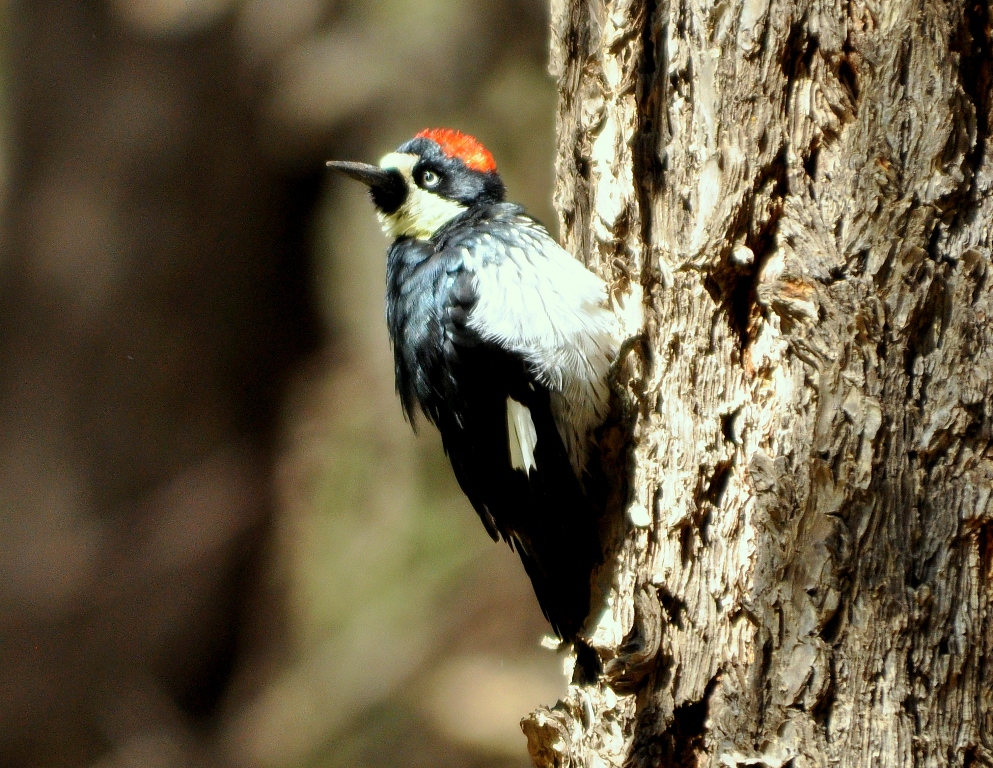 Acorn Woodpecker | Cave Creek Canyon, Arizona | September, 2012