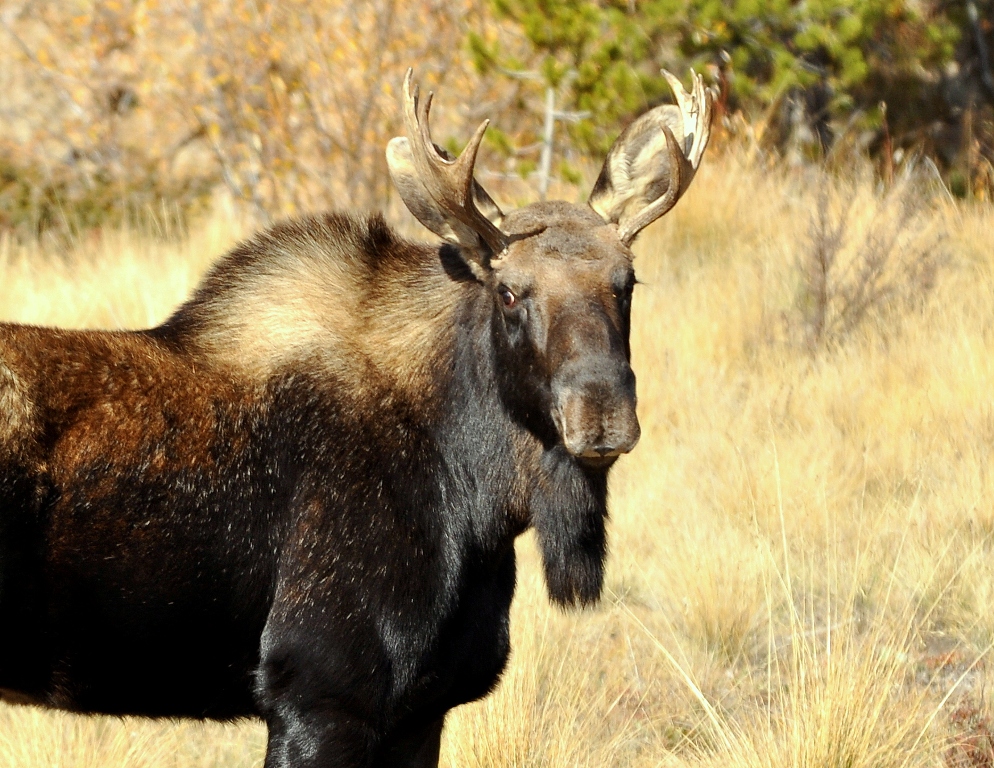 Moose – Bull | Walden, Colorado | October, 2012