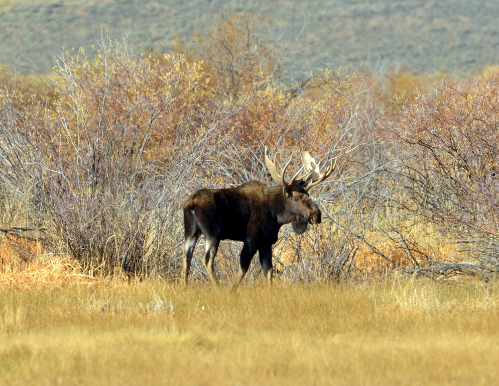 Moose – Bull | Walden, Colorado | October, 2012