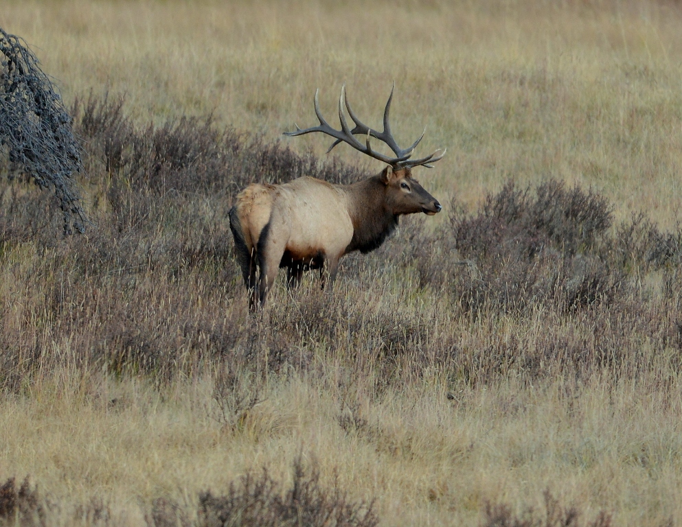 Elk – Bull | Grand Lake, Colorado | October, 2012