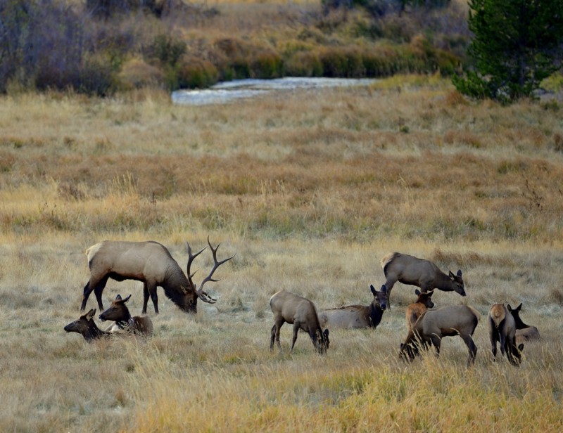 Elk – Bull, Cows, Calves | Grand Lake, Colorado | October, 2012
