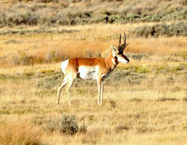 Pronghorn – Buck | Walden, Colorado | October, 2012