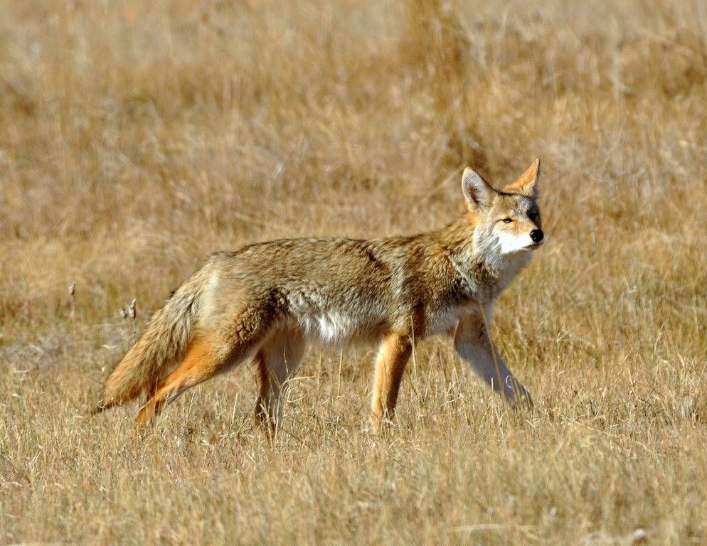 Coyote | Walden, Colorado | October, 2012