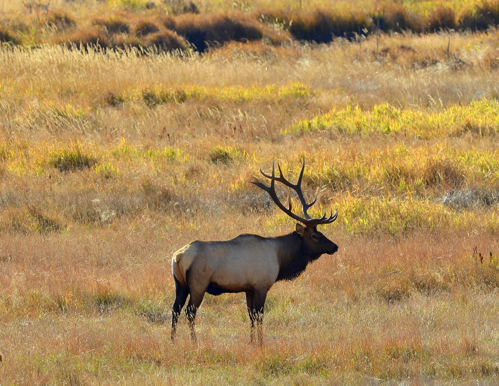 Elk – Bull | Grand Lake, Colorado | October, 2012