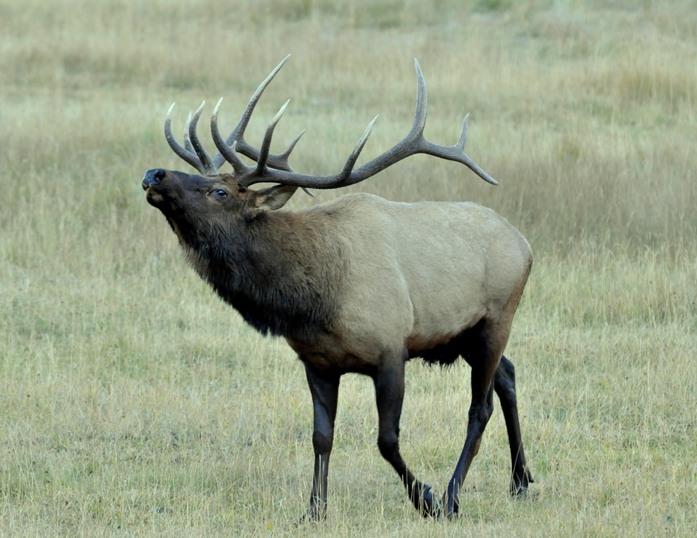 Elk, Bull | Grand Lake, Colorado | October, 2012