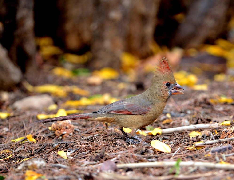 Northern Cardinal – Juvenile | Cave Creek Canyon, Arizona | November, 2012
