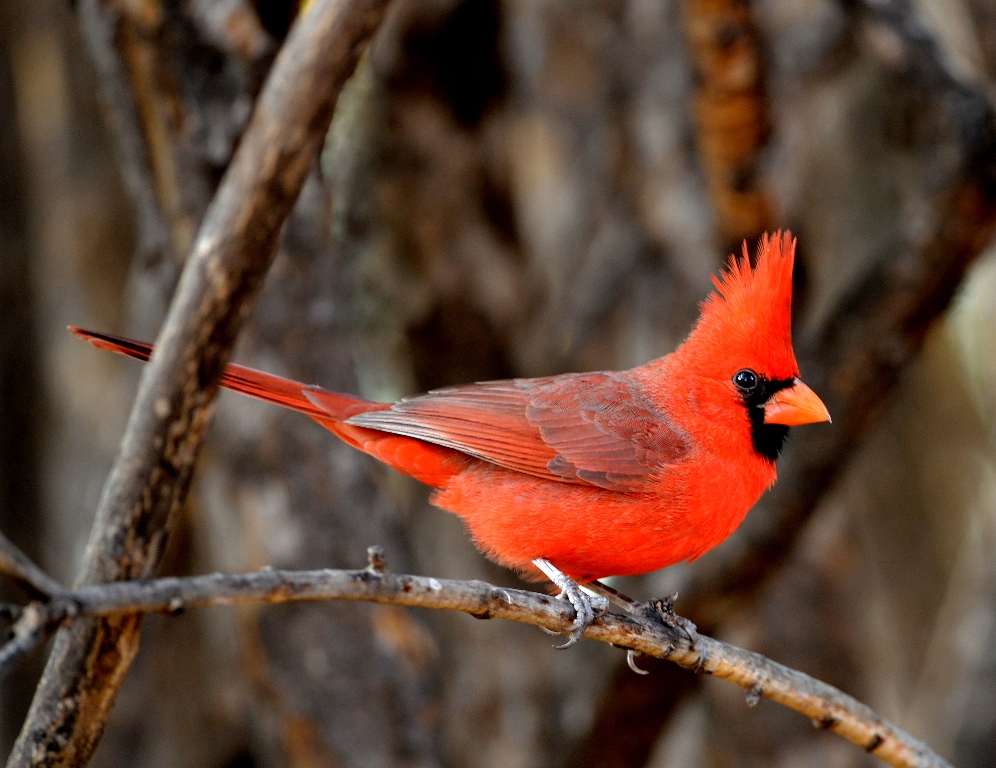 Northern Cardinal | Cave Creek Canyon, AZ. | November, 2012