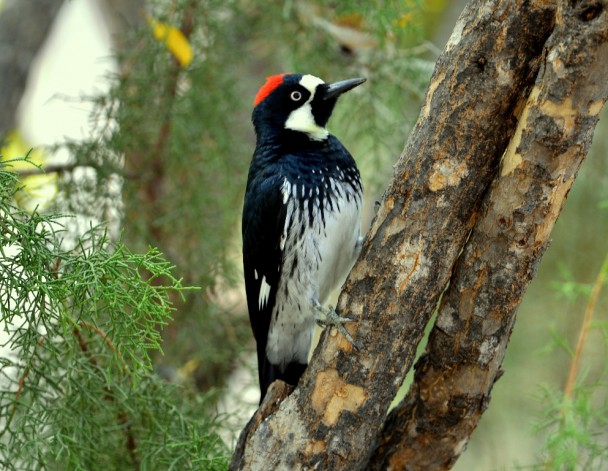 Acorn Woodpecker | Cave Creek Canyon, AZ. | Nov, 2012