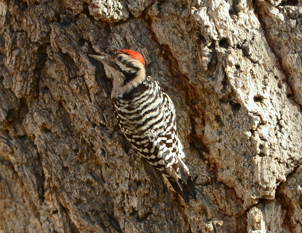 Ladder-backed Woodpecker | Cave Creek Canyon, Arizona | November, 2012