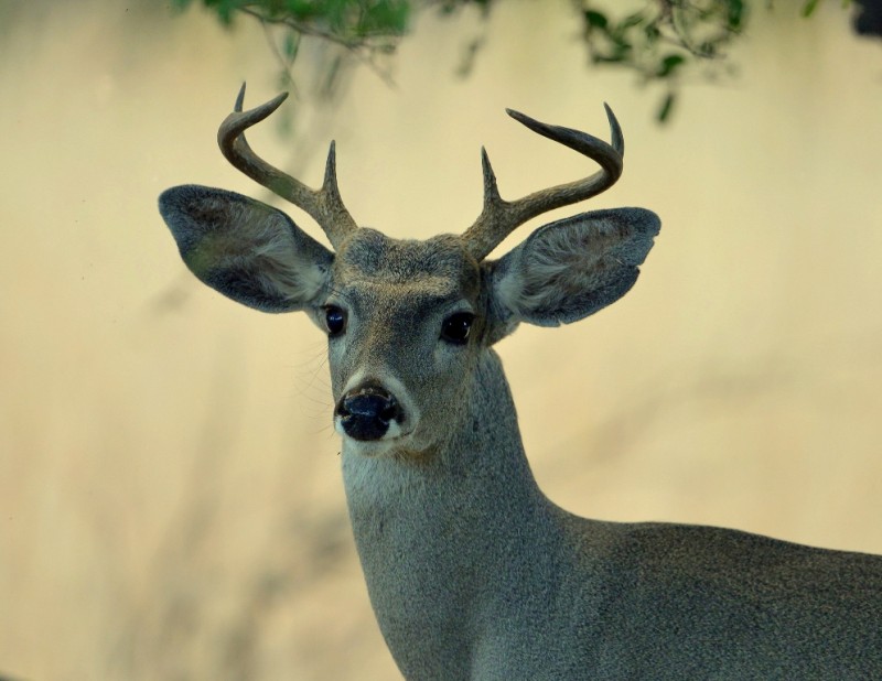 White-tail Deer  | Cave Creek Canyon, Arizona | November, 2012