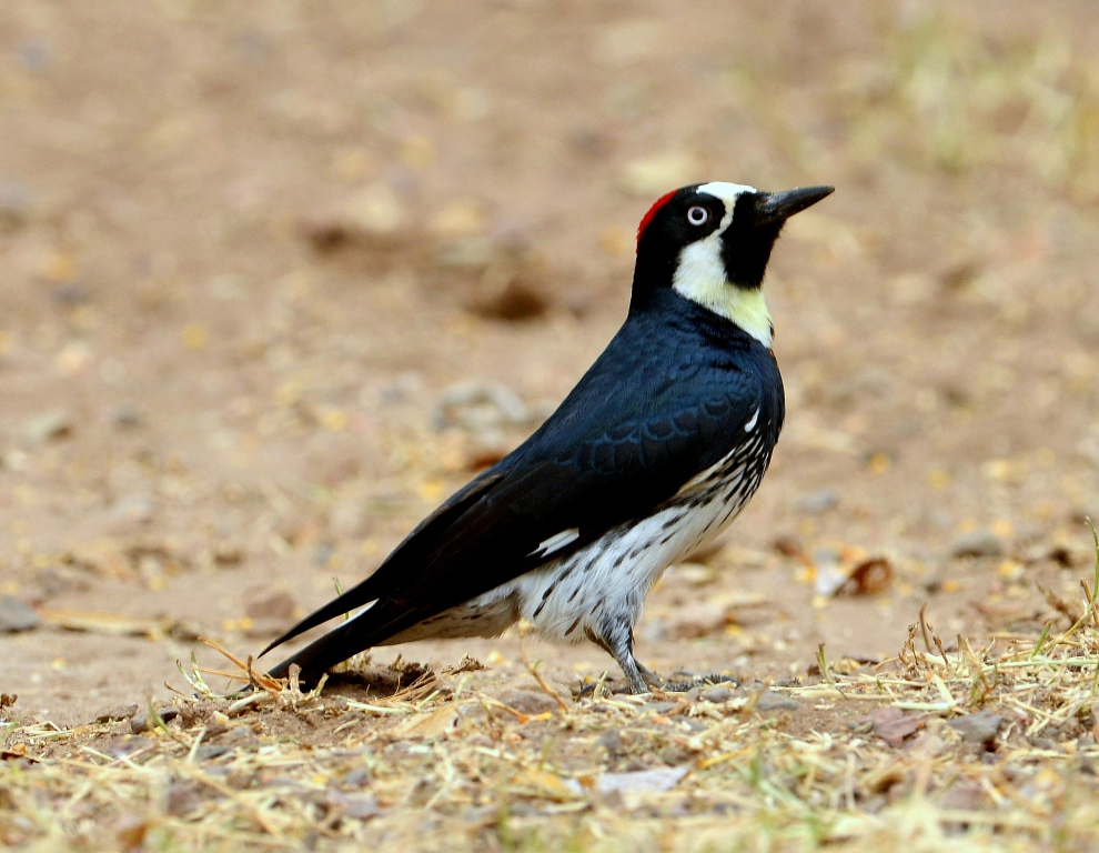 Acorn Woodpecker | Cave Creek Canyon, Arizona | November, 2012