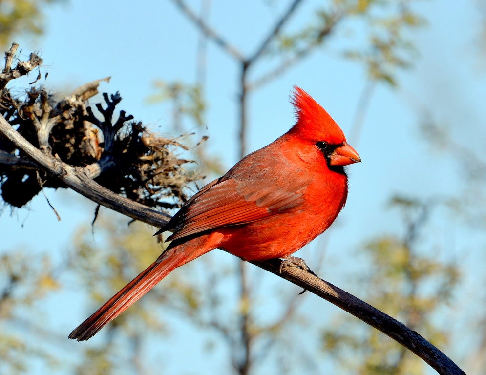Northern Cardinal – Male | Portal, Arizona | December, 2012