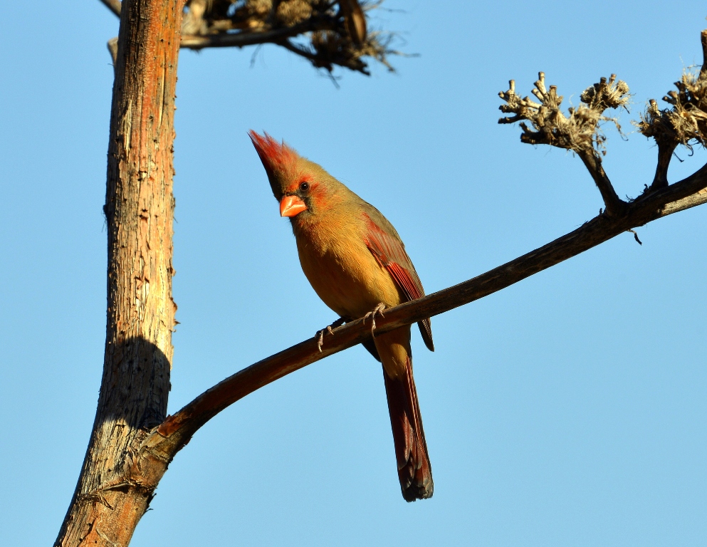 Northern Cardinal – Female | Portal, Arizona | December, 2012