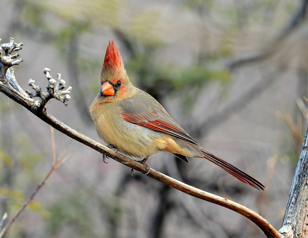 Northern Cardinal – Female | Portal, Arizona | December, 2012