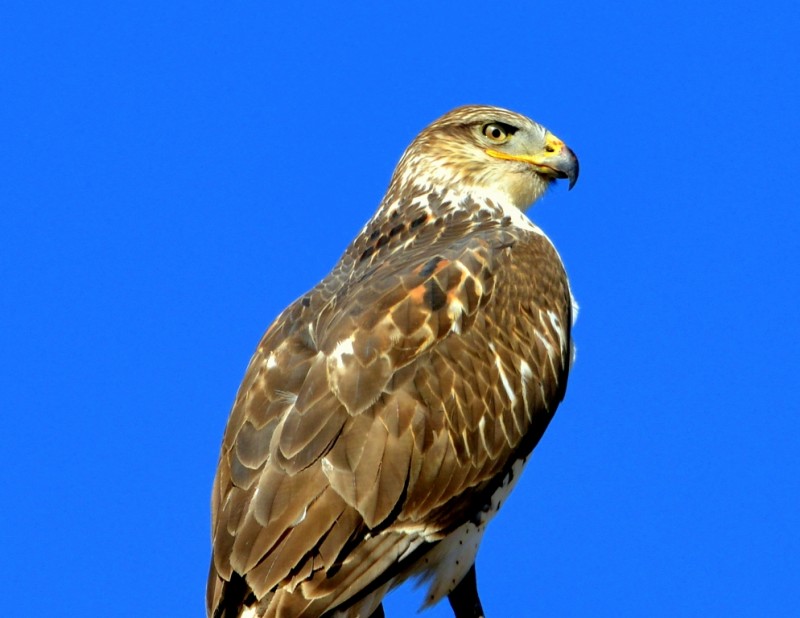 Ferruginous Hawk | Estancia, New Mexico | November, 2012