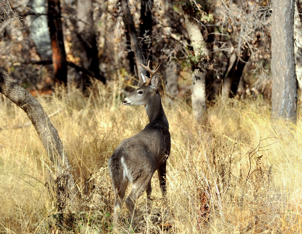 White-tail Deer – Buck | Cave Creek Canyon, Arizona | December, 2012