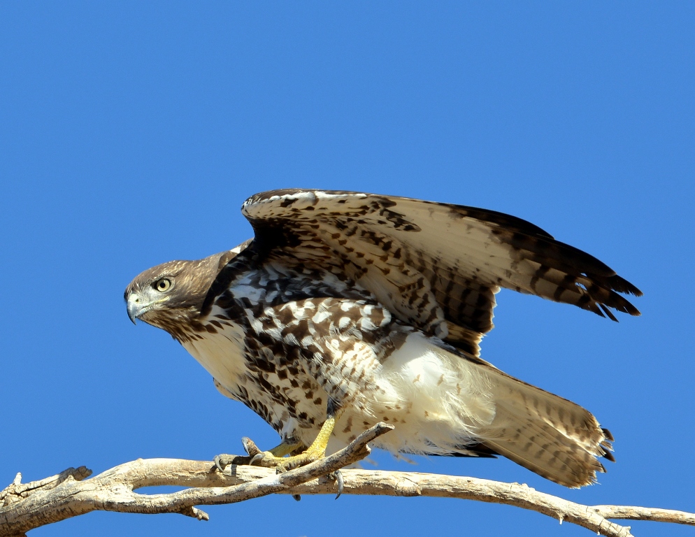 Red-tailed Hawk – Juvenile | Estancia, NM | November, 2012